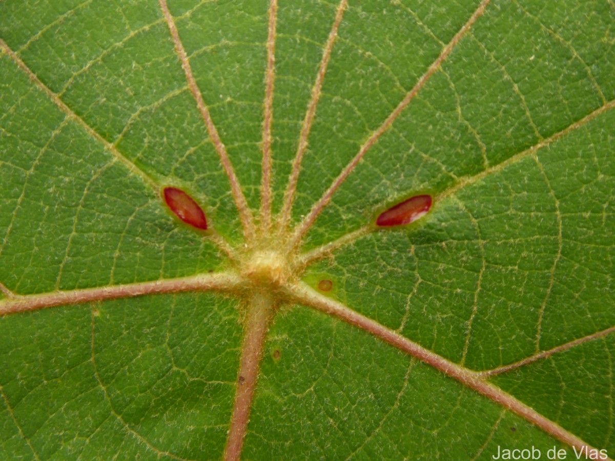 Macaranga indica Wight
